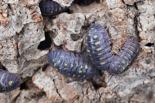 Armadillidium Granulatum (10+)