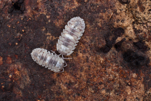 Armadillidium CF Espanyoli (10+)