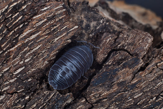 Armadillidium Pallasii (10+)