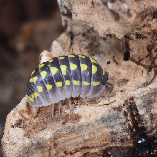 Armadillidium Gestroi (10+)