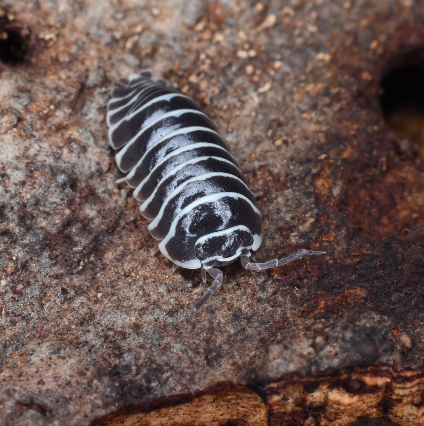 Armadillidium Maculatum (10+)