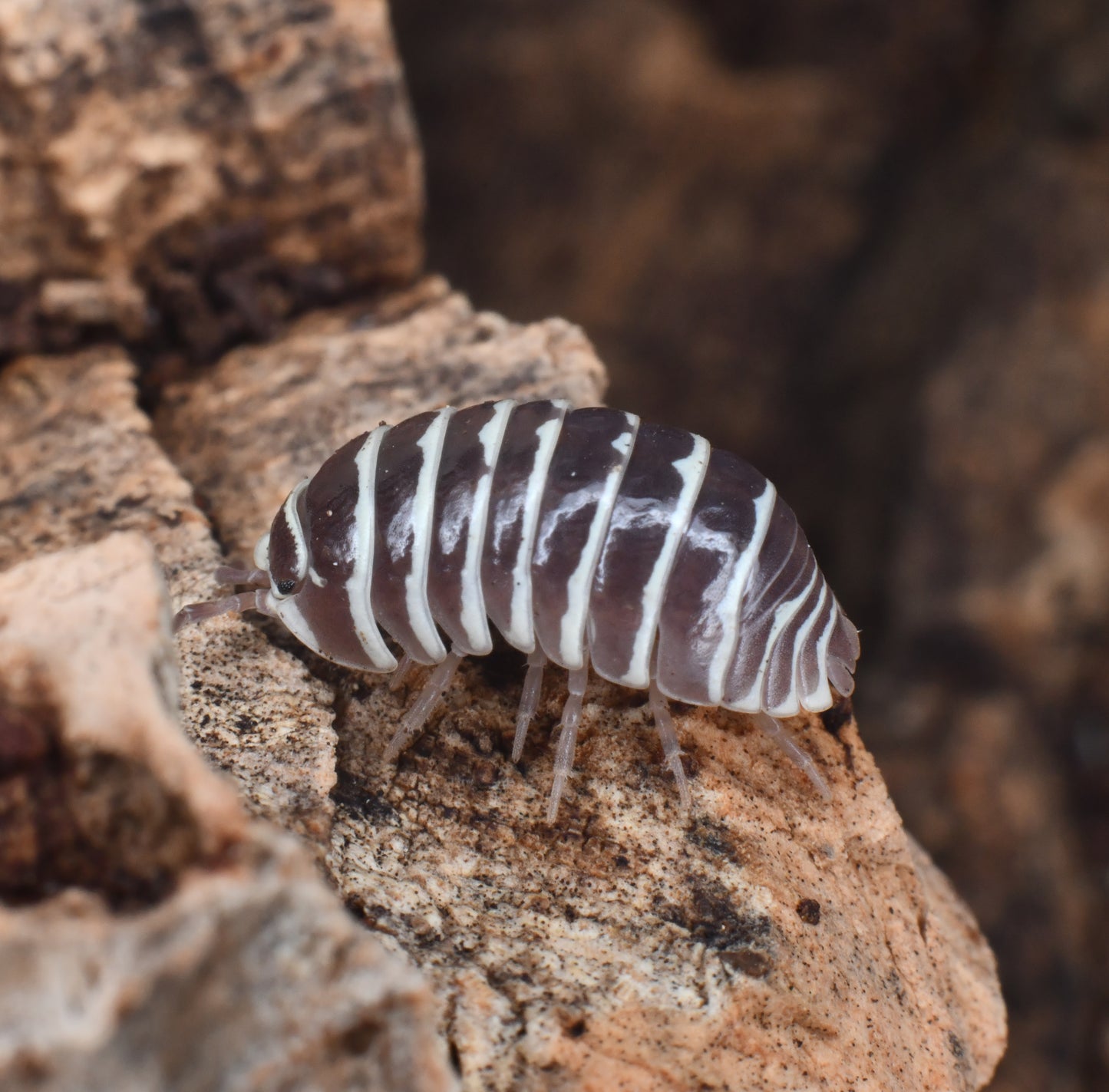 Armadillidium Maculatum (10+)