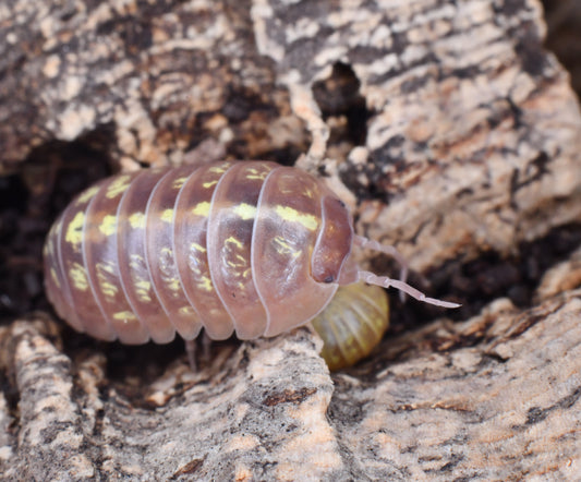 Armadillidium Vulgare (10+)