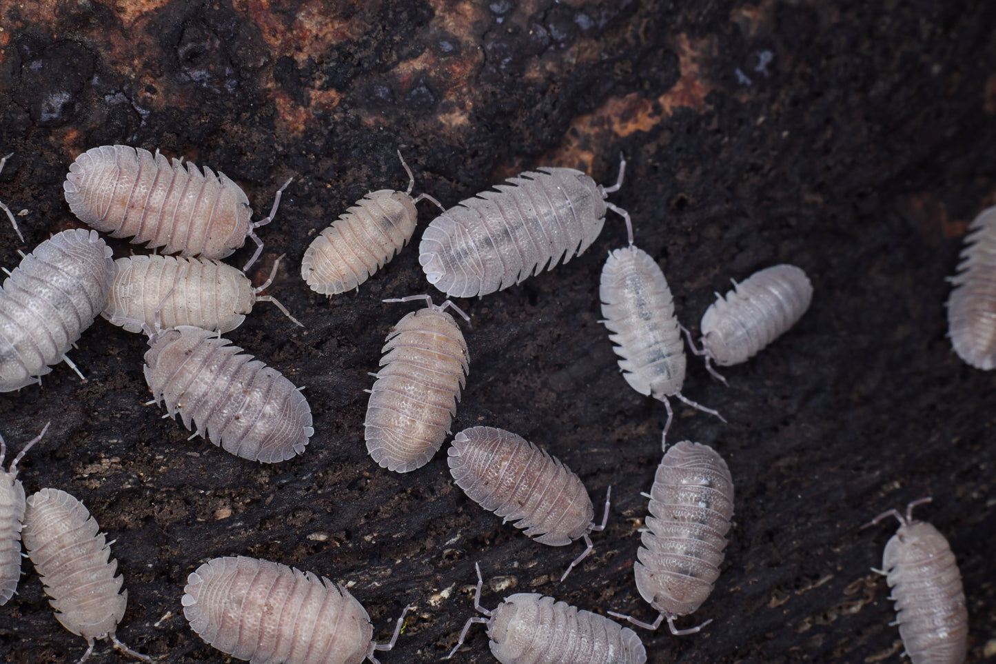 Armadillidum Scabberium Sandstone (10+)