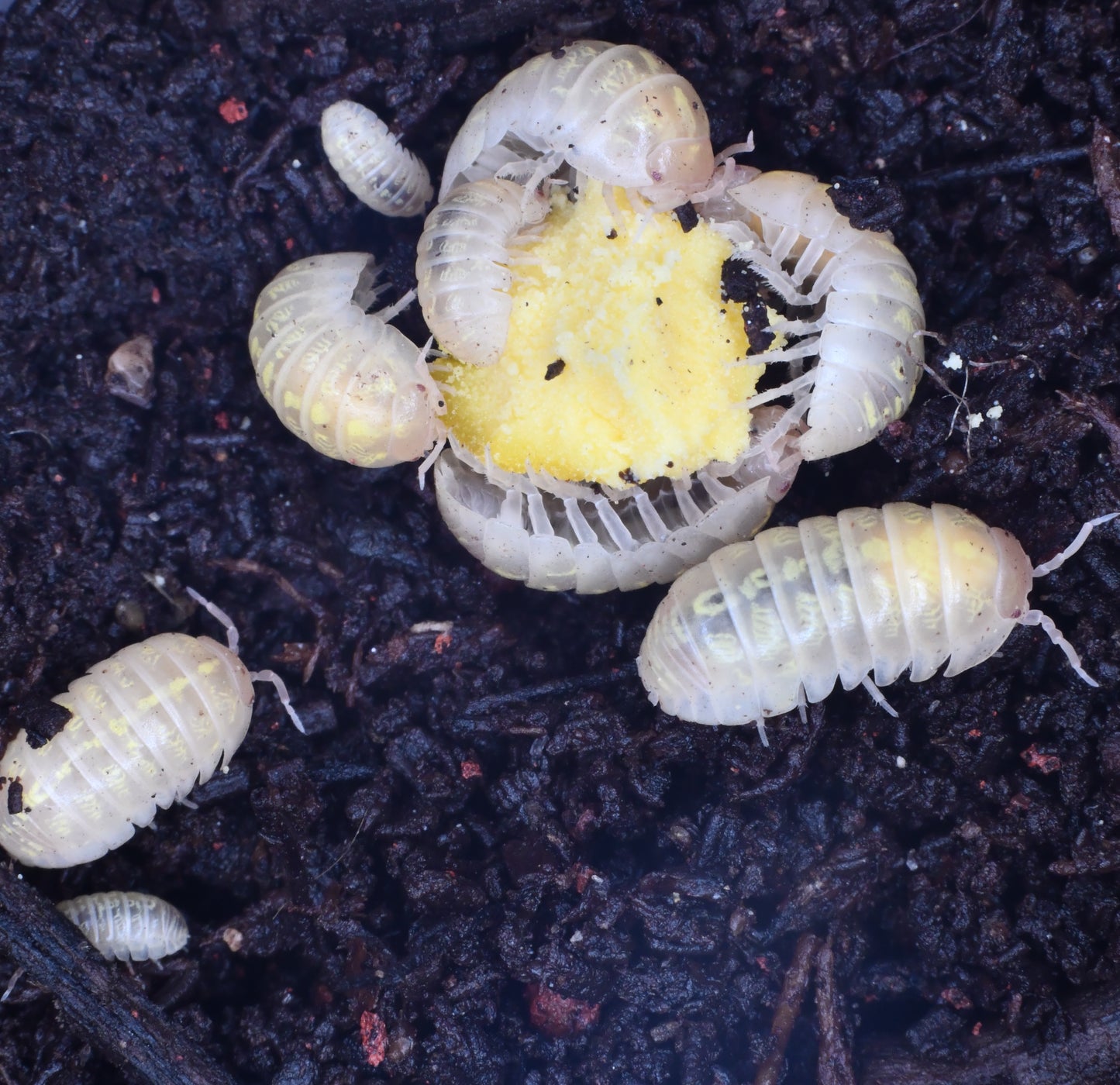 Armadillidium Vulgare (10+)