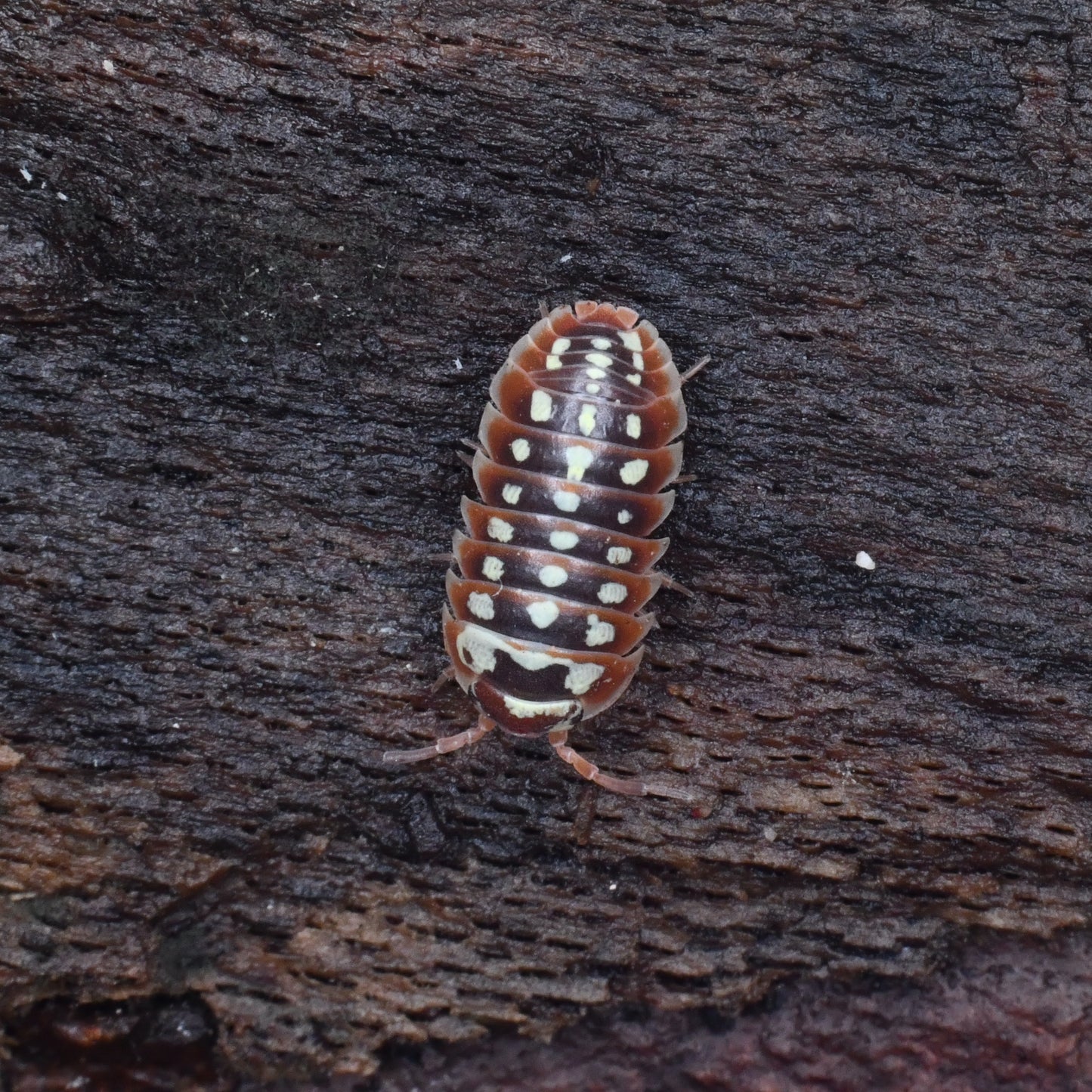 Armadillidium Klugii (10+)