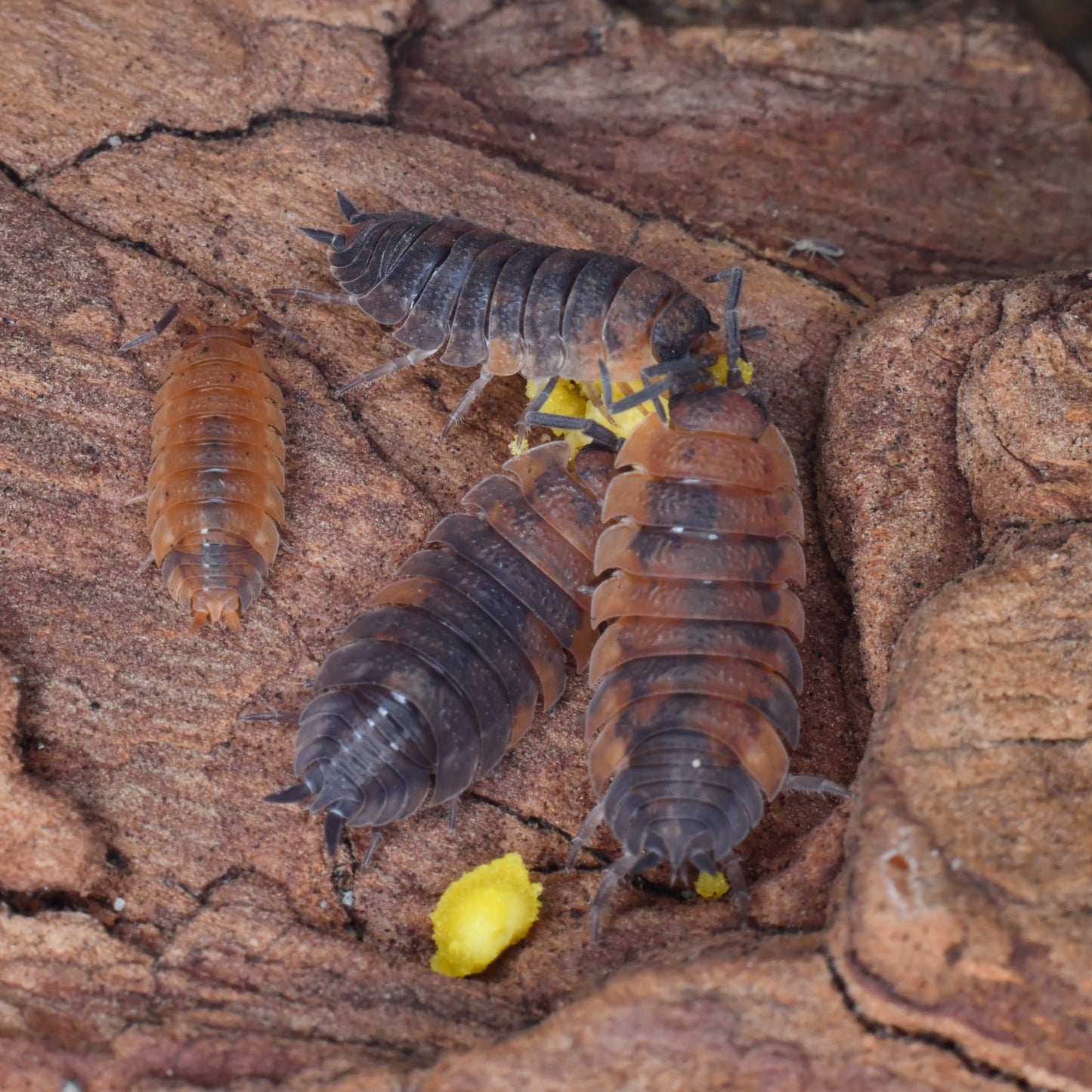 Porcellio Scaber (10+)