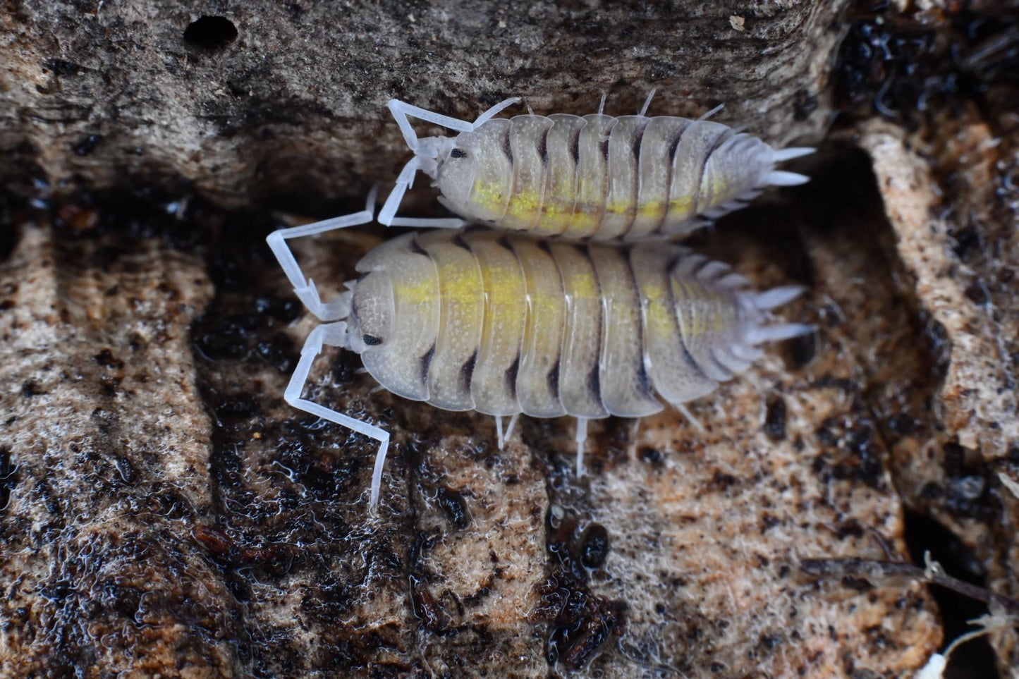 Porcellio Bolivari (6+)