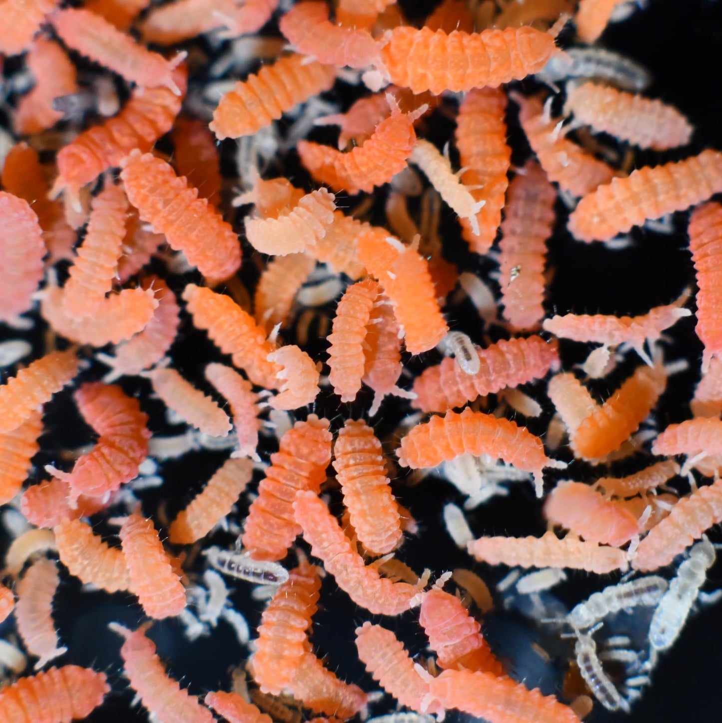 Spanish Orange Springtails (10+)